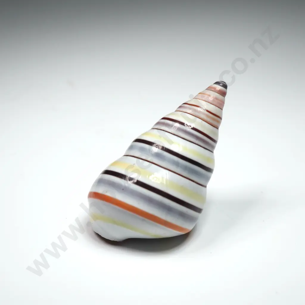 Candy Cane Snail Shell - 40mm Image 1++
