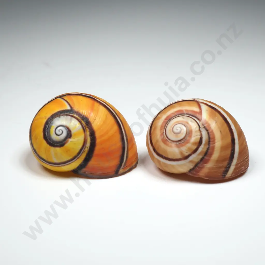 Cuban Painted Snail Shells (2) - 30mm Image 1++