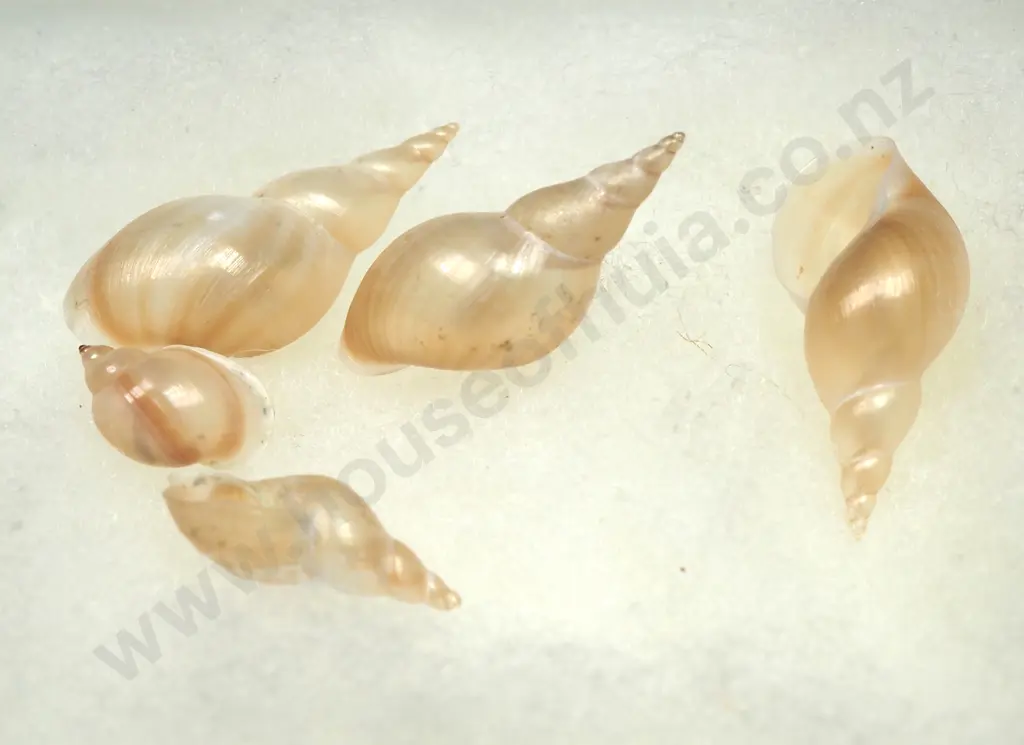 Delicate Snail Shells (5) - 25mm Image 1++