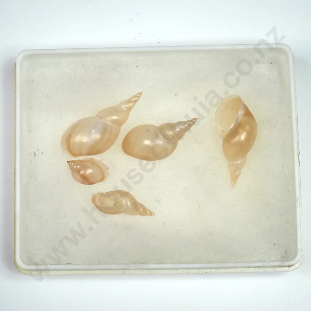 Delicate Snail Shells (5) - 25mm Image 1++