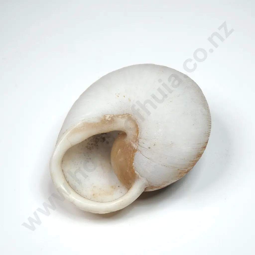 Land Snail Shell - 40mm Image 1++