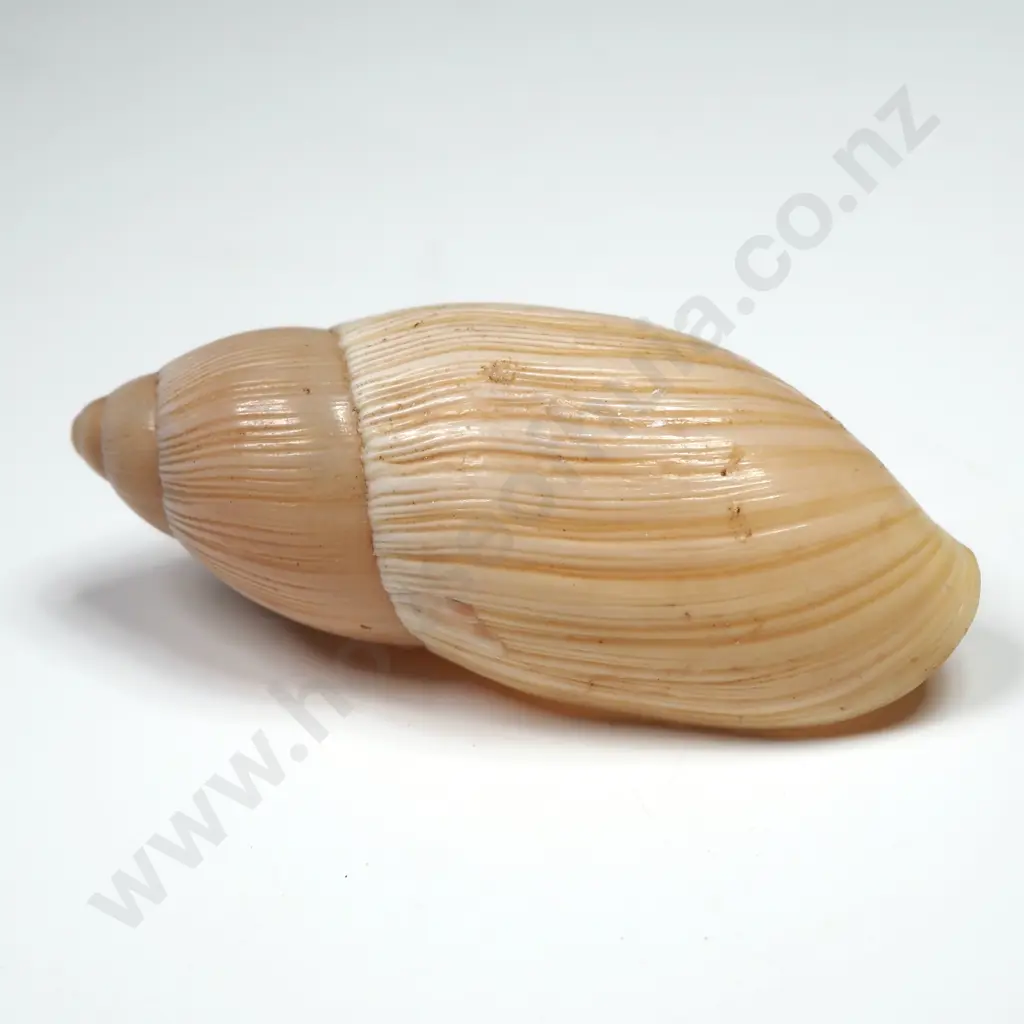 Poiretia Algira Shell - 40mm Image 1++