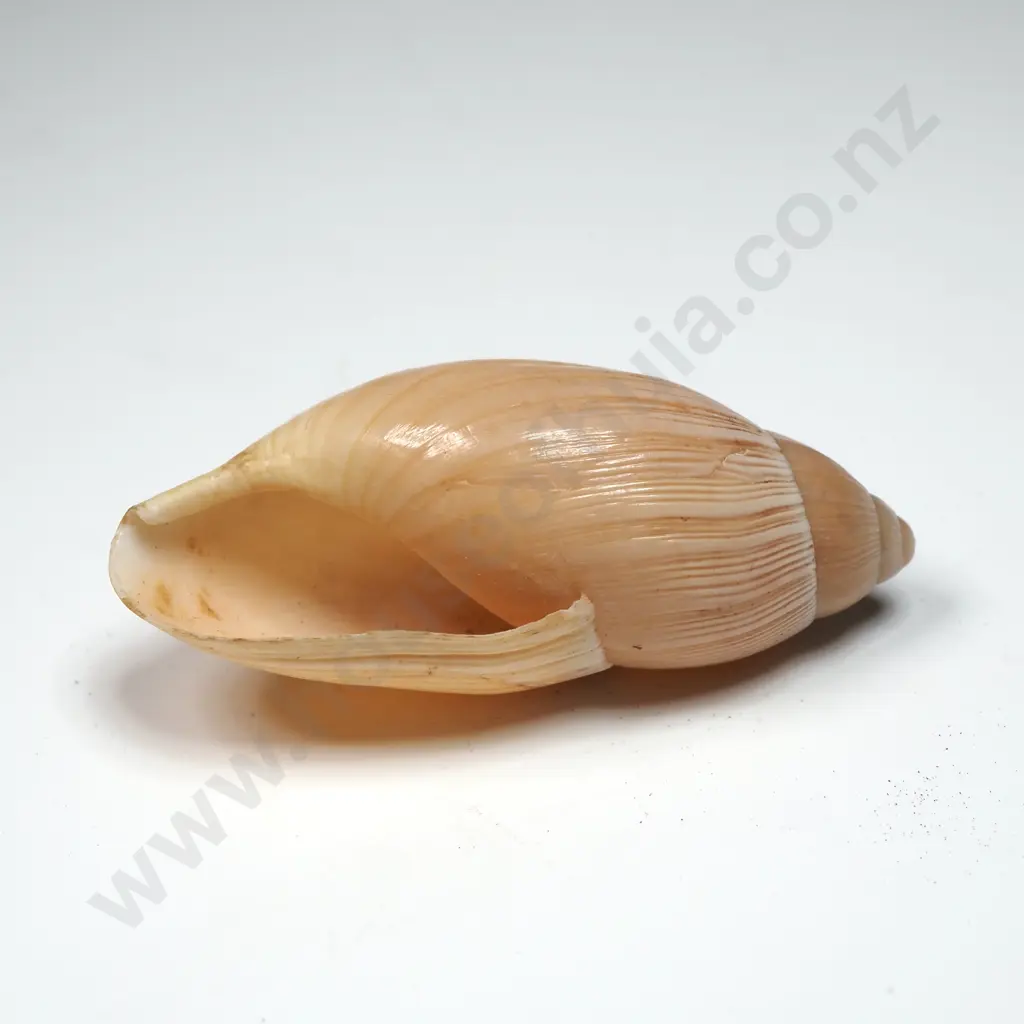 Poiretia Algira Shell - 40mm Image 1++