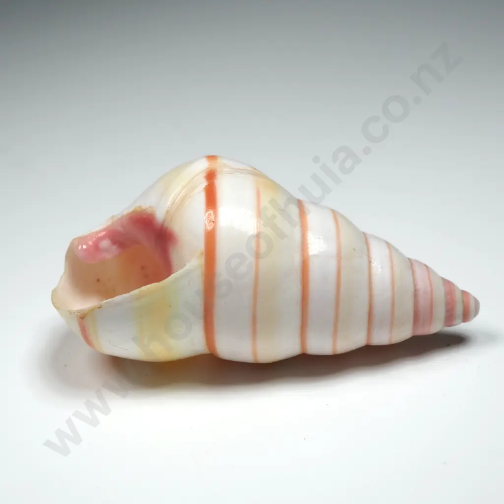 Striped Candy Snail Shell - 50mm Image 1++