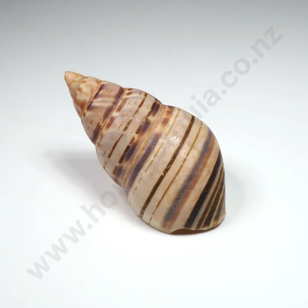 Land Snail Shell - 50mm Image 1++