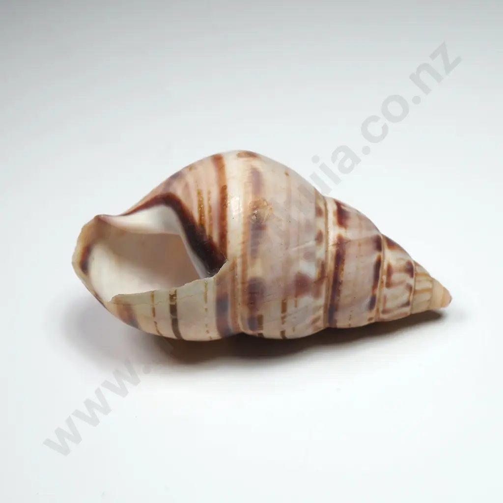 Land Snail Shell - 50mm Image 1++
