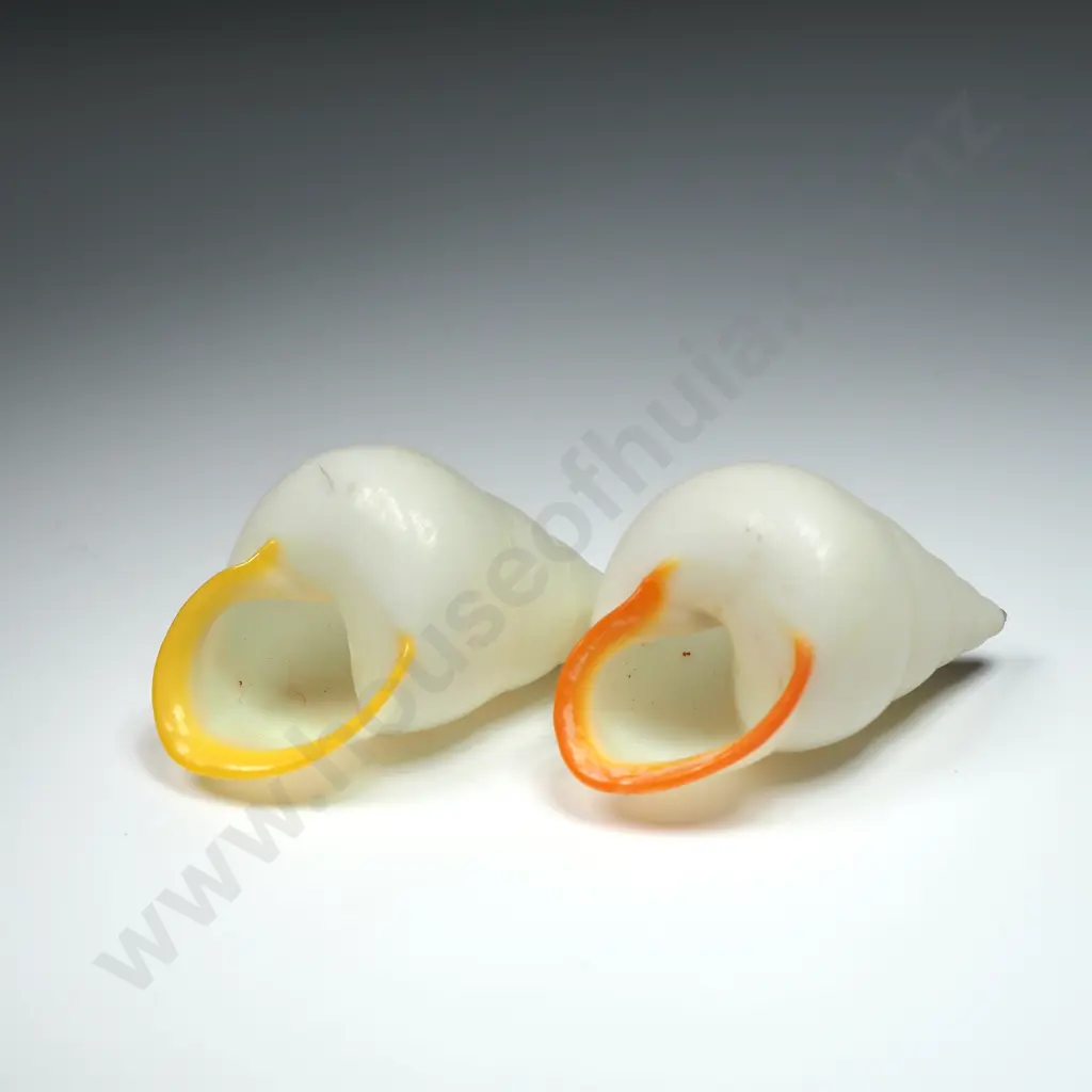 Distinct Orange & Yellow Rimmed Shells (2) - 50mm Image 1++