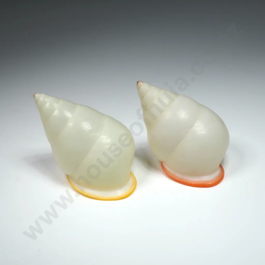 Distinct Orange & Yellow Rimmed Shells (2) - 50mm Image 1++