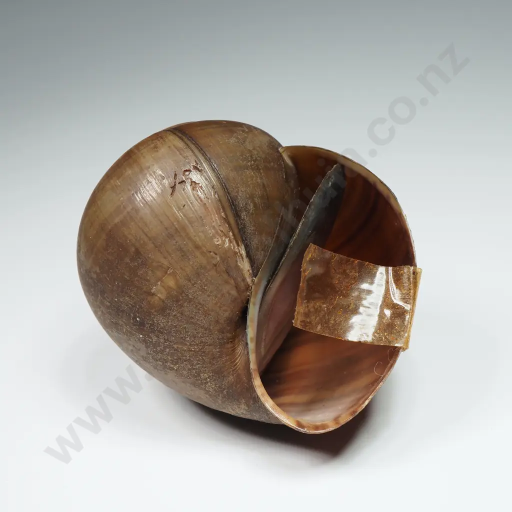 Pila Ampullaria Shell - 55mm Image 1++