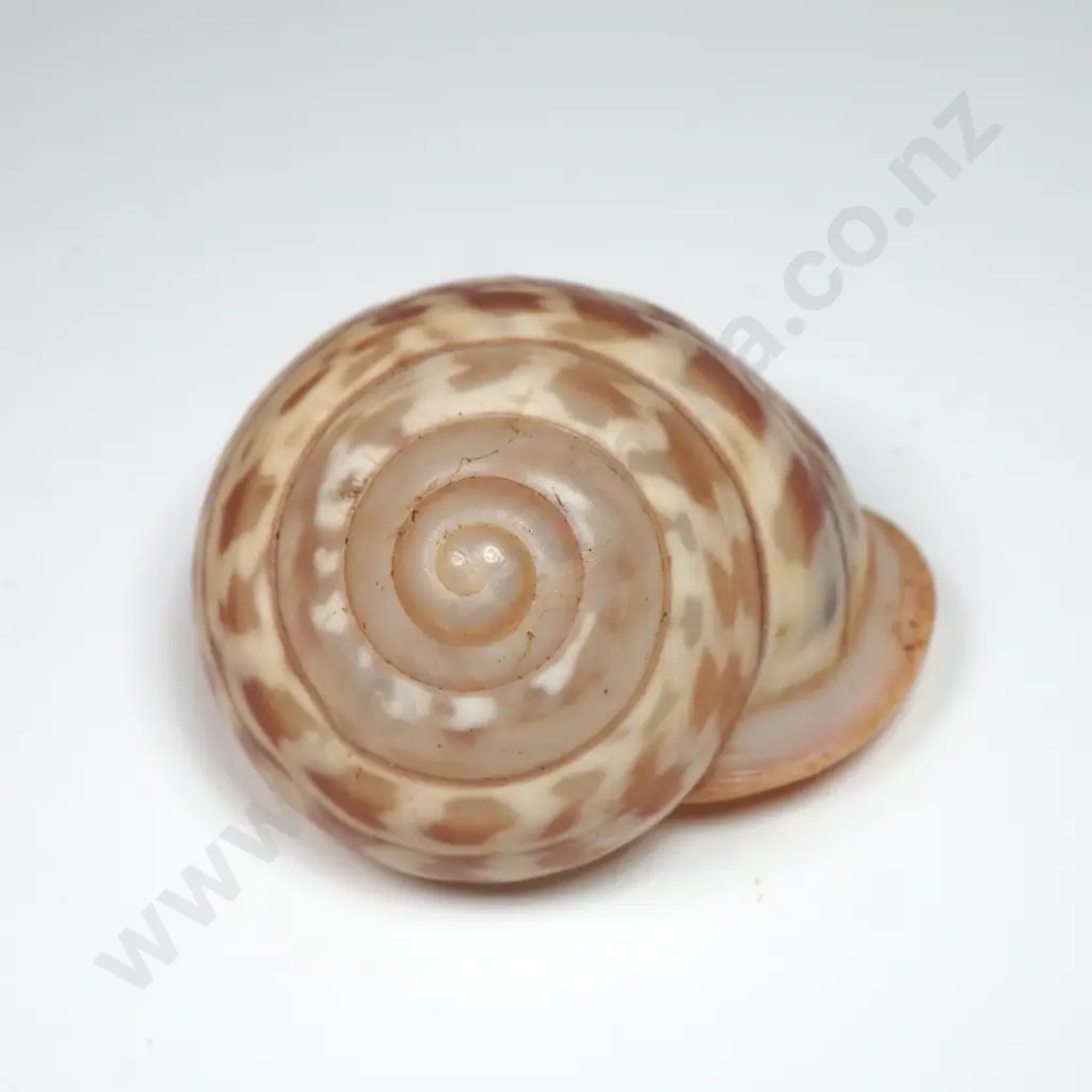 Zebra-like Patterned Snail Shell - 35mm Image 1++