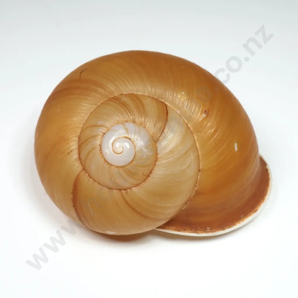 Land Snail Shell - 50mm Image 1++