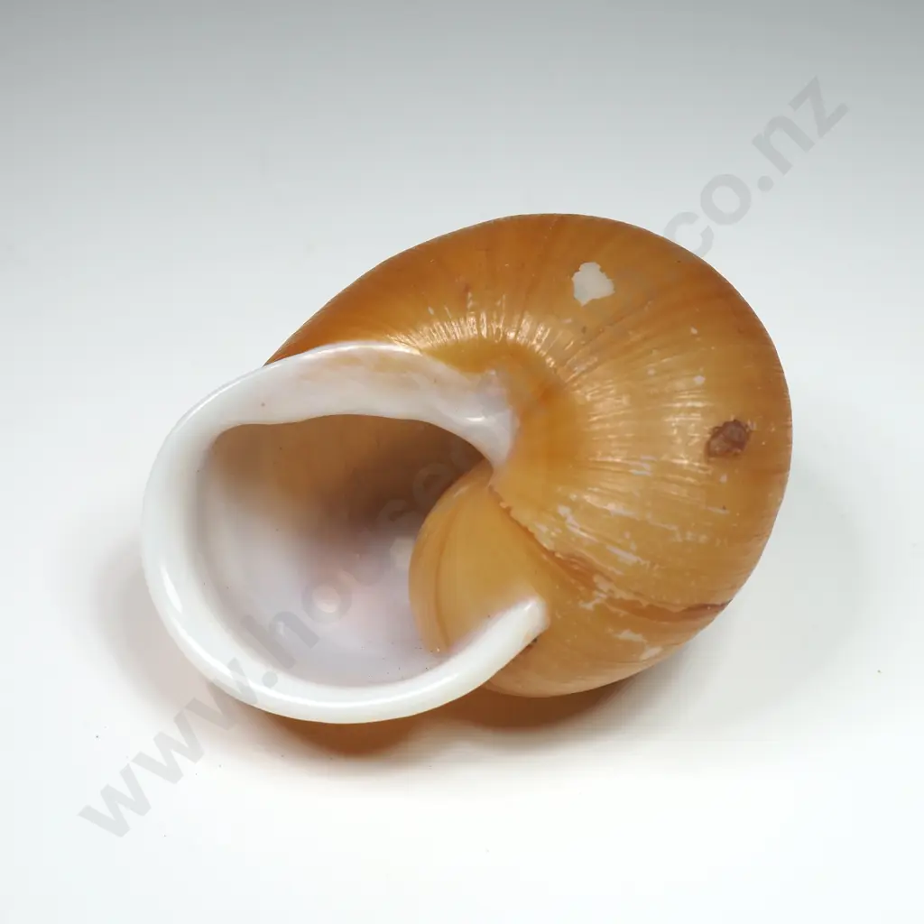Land Snail Shell - 50mm Image 1++