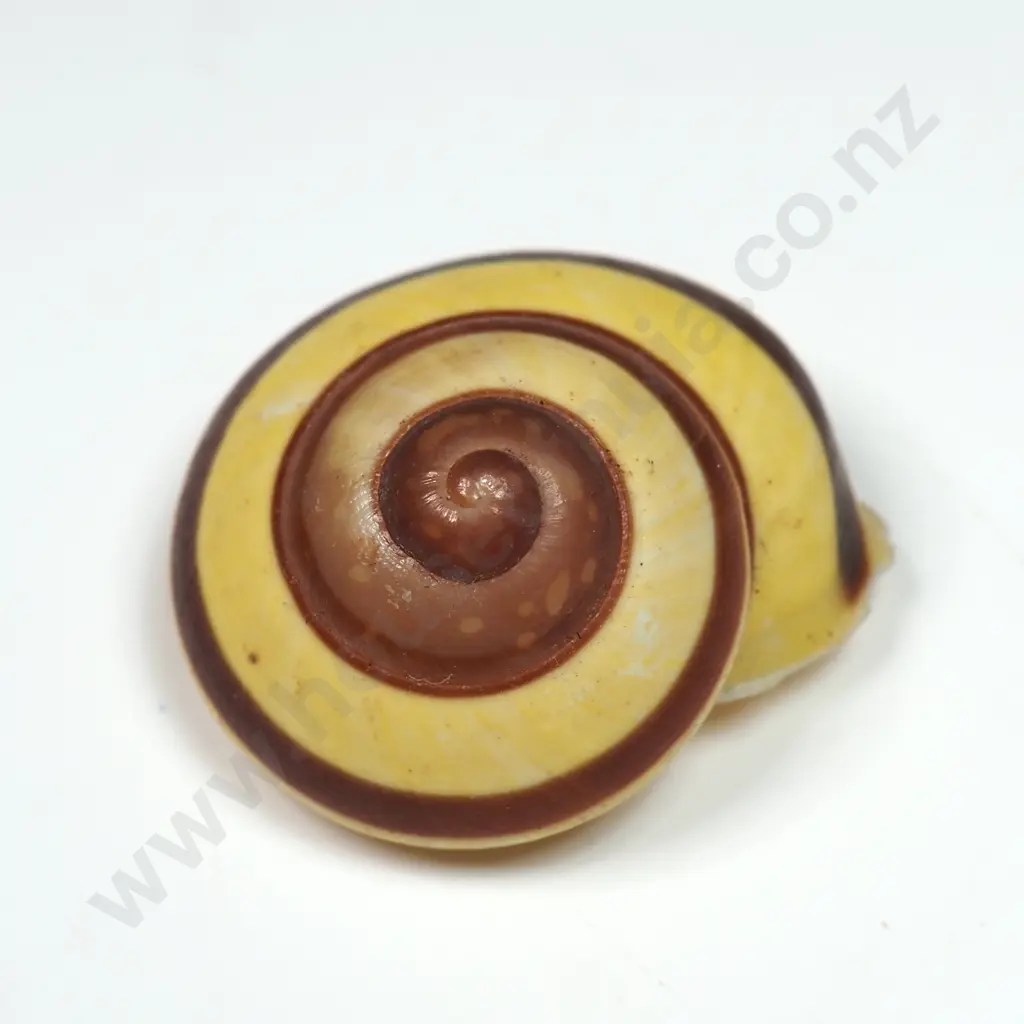 Cuban Painted Snail Shell - 25mm Image 1++