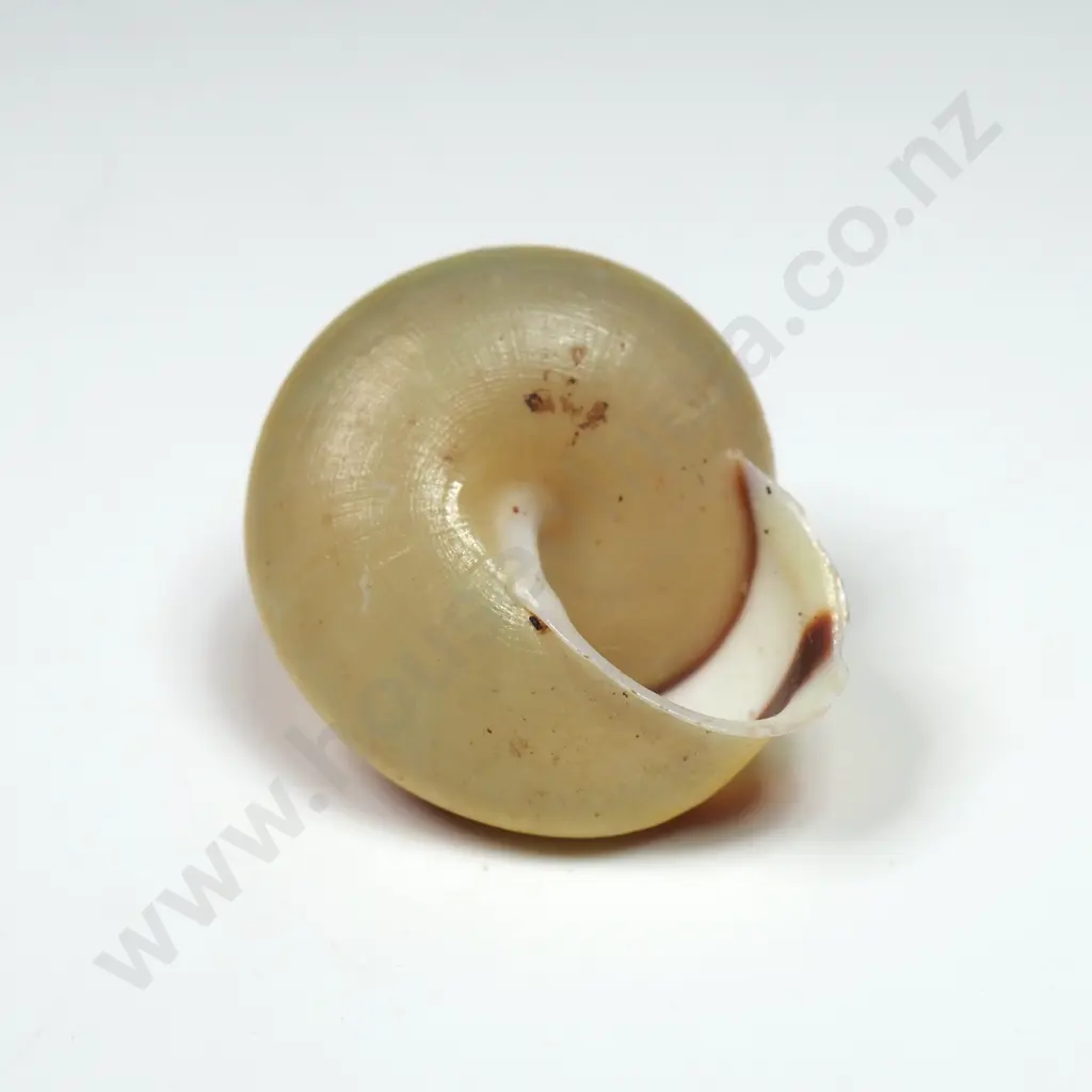 Cuban Painted Snail Shell - 25mm Image 1++