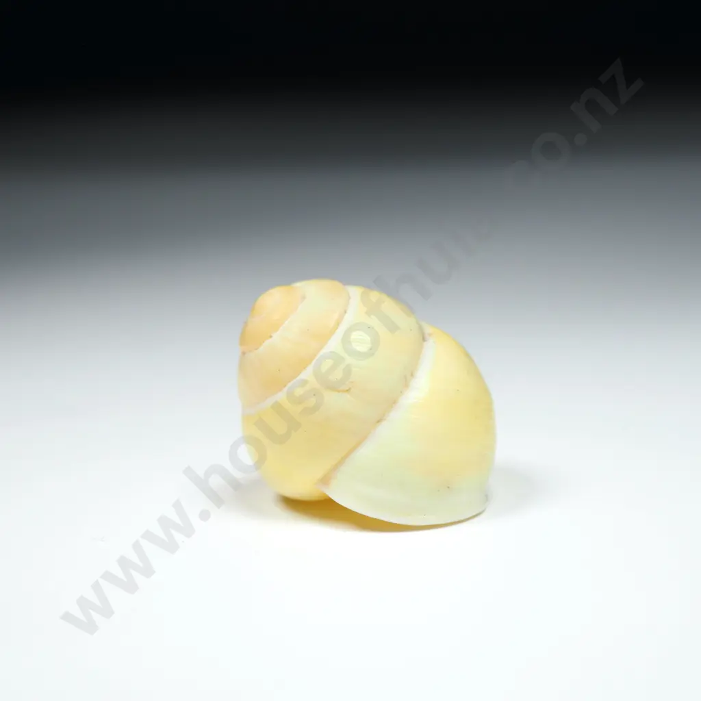 Yellow Cepaea Snail Shell - 20mm Image 1++