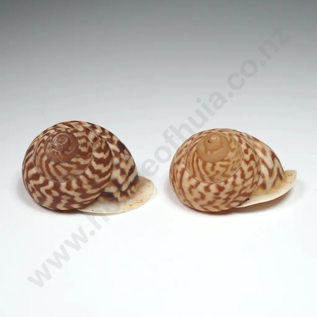 Land Snail Shells - 22mm Image 1++