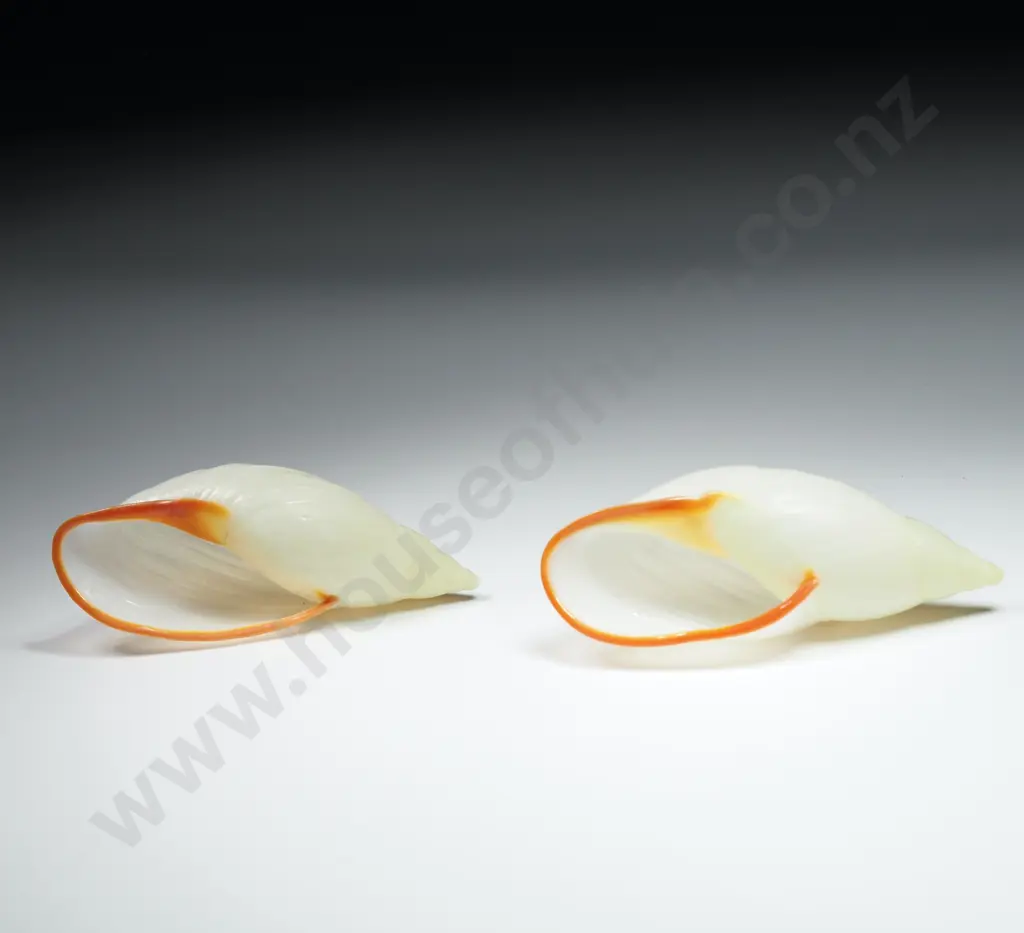 Placostylus Shells (2) - 70mm Image 1++