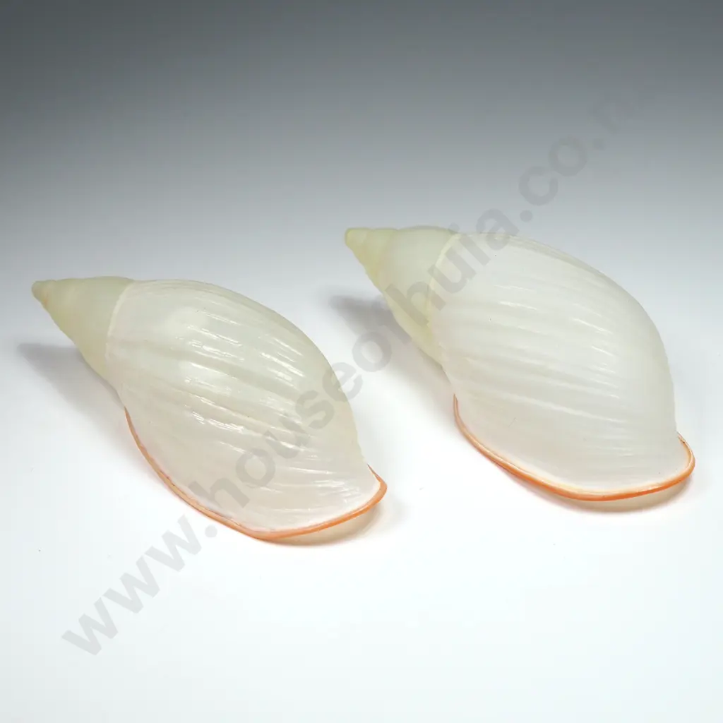 Placostylus Shells (2) - 70mm Image 1++