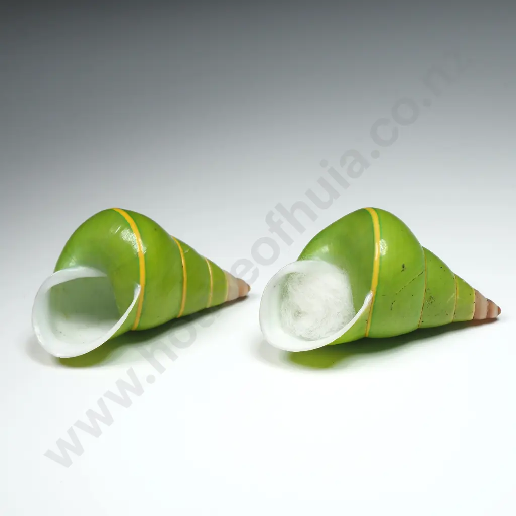 Pulcherima Land Snail Shells (2) - 45mm Image 1++