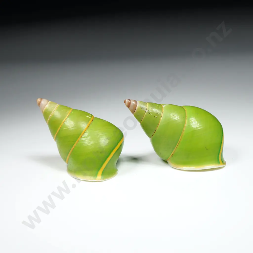 Pulcherima Land Snail Shells (2) - 45mm Image 1++