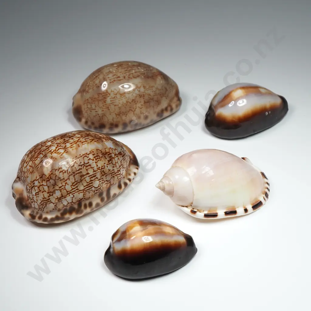 Collection of Various Cowrie Shells (5) - 40mm to 60mm Image 1++