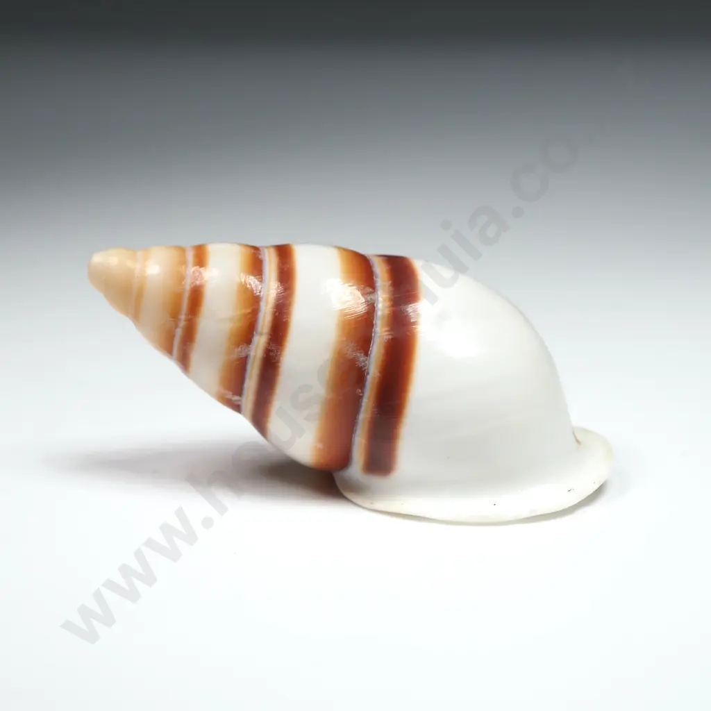 Tree Snail Shell - 40mm Image 1++