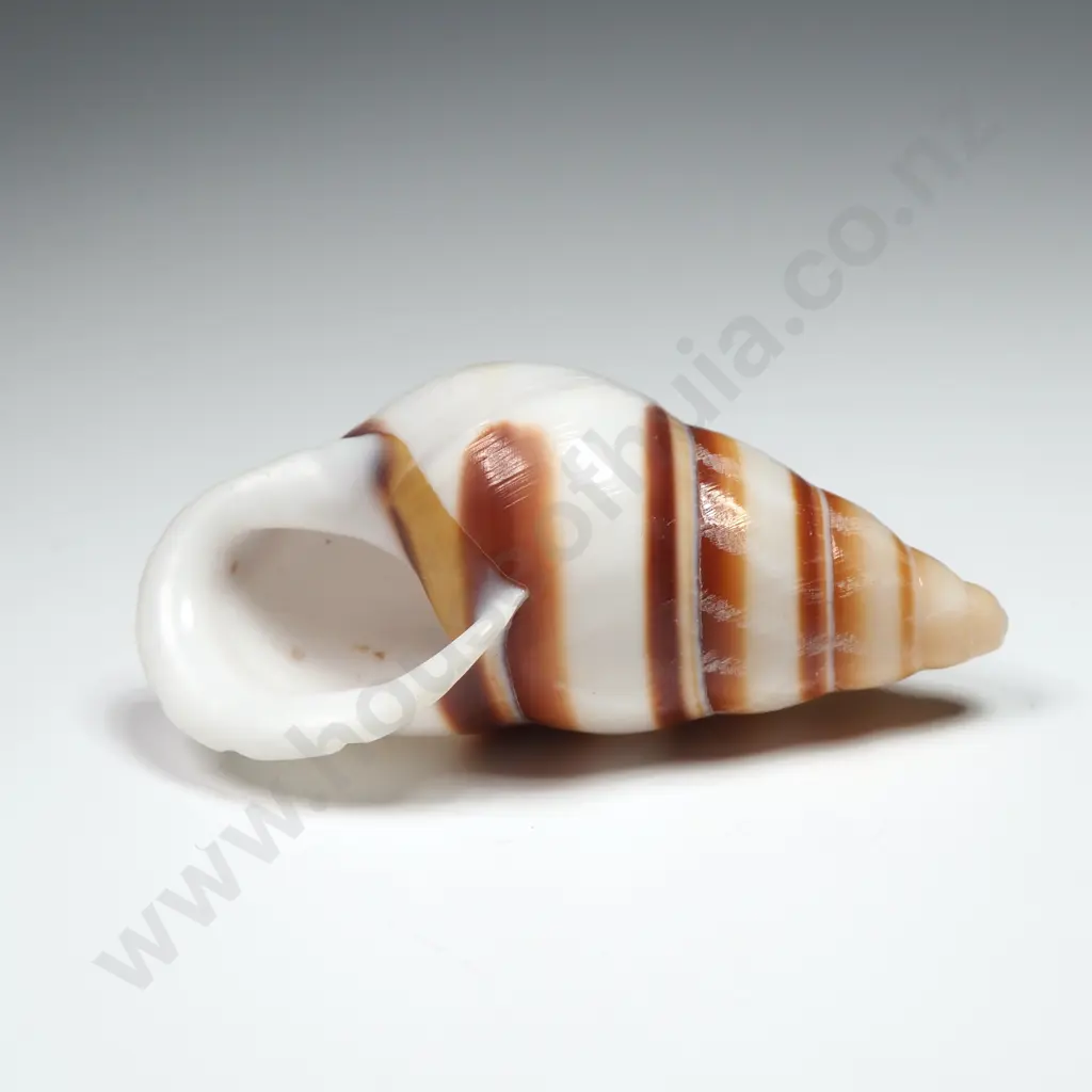 Tree Snail Shell - 40mm Image 1++