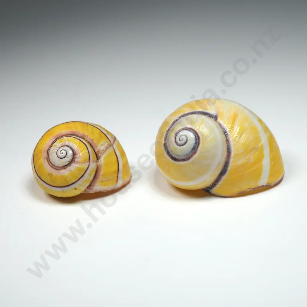 Cuban Painted Snail Shell (2) - 25 to 35mm Image 1++