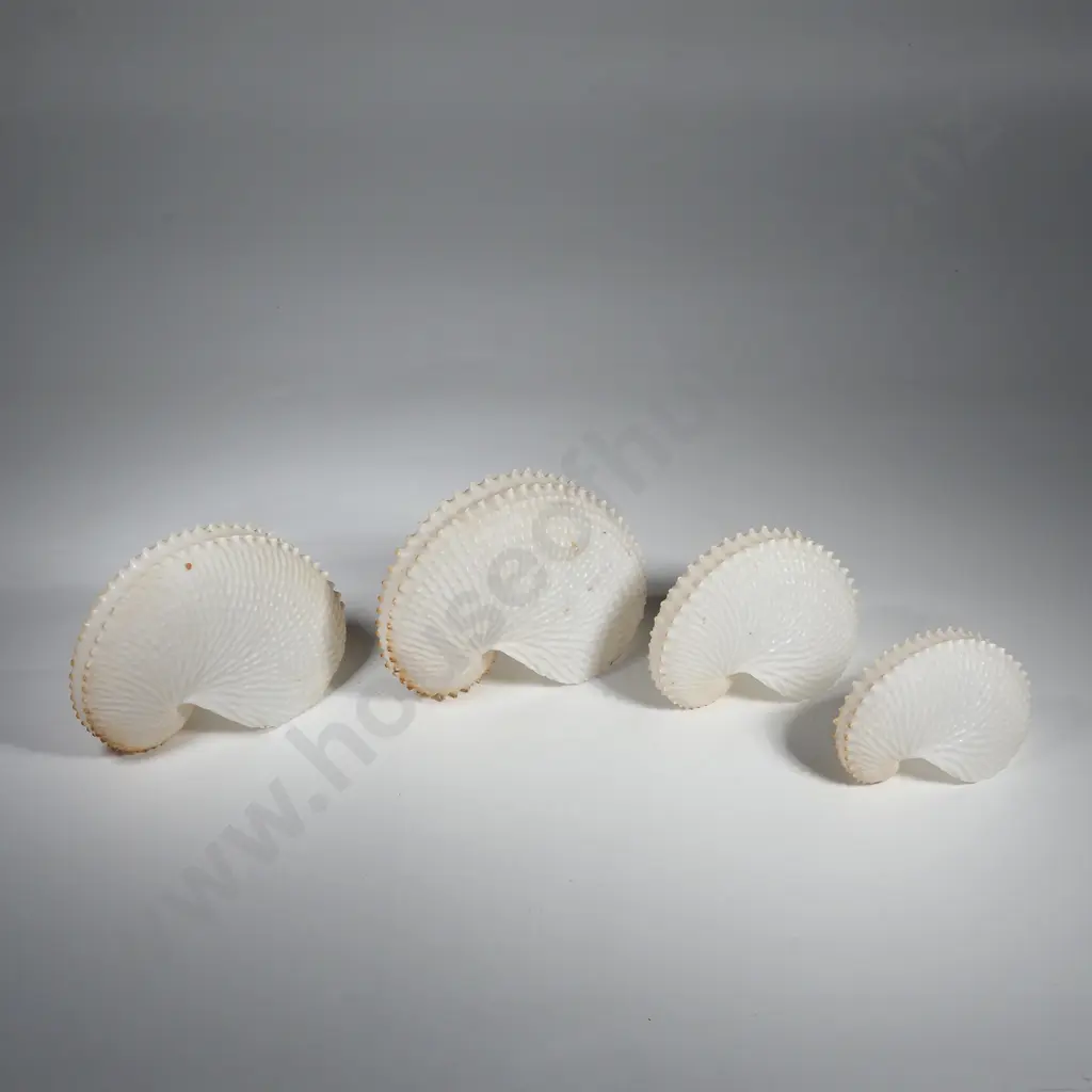 Four Paper Nautilus Conch Shells Image 1++