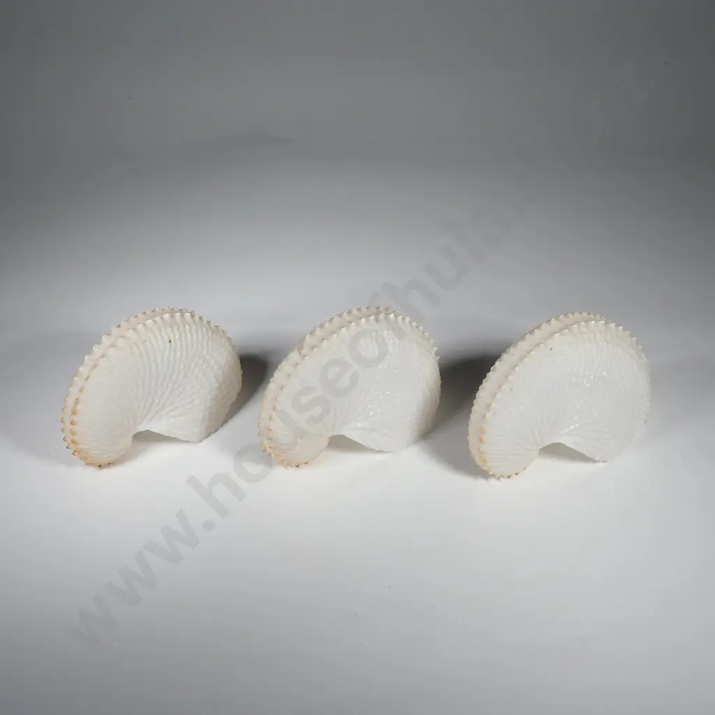 Three Paper Nautilus Conch Shells Image 1++