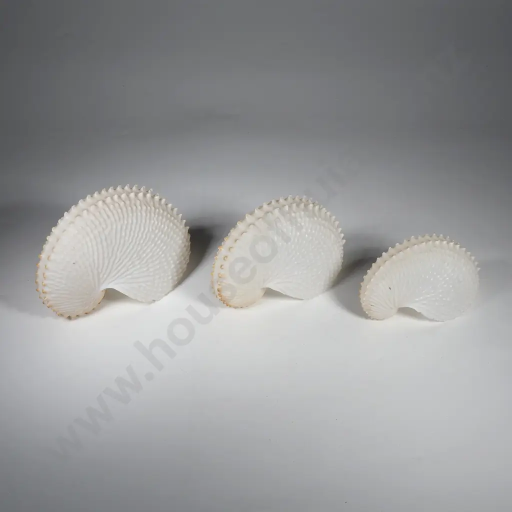 Three Paper Nautilus Conch Shells Image 1++