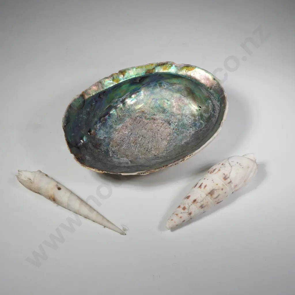 Paua Shell & Two Conical Shells Image 1++