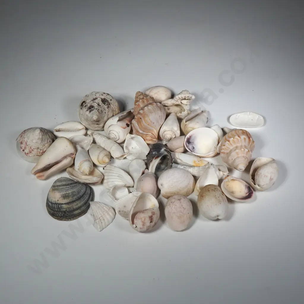 A Collection of Smaller Seashells Image 1++
