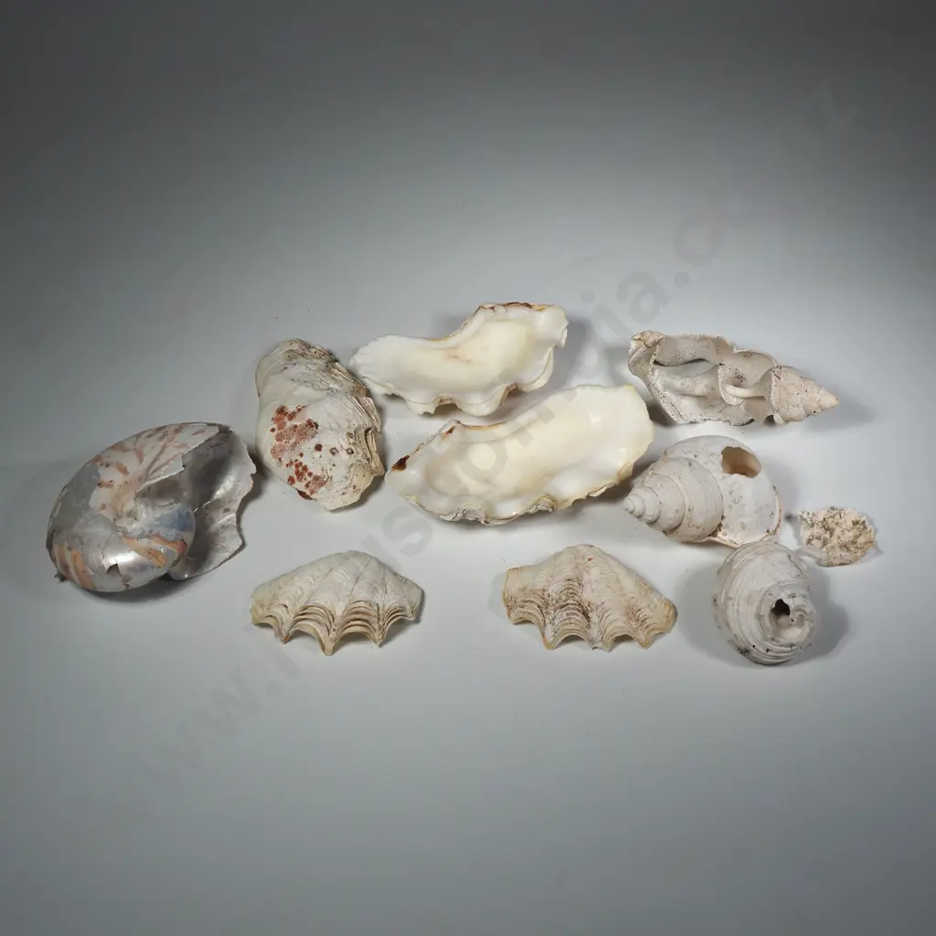 A Collection of Medium Sized Seashell Pieces Image 1++