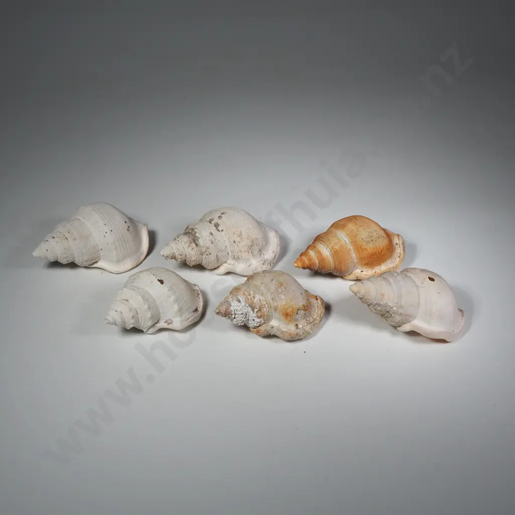 Six Whelk Seashells Image 1++