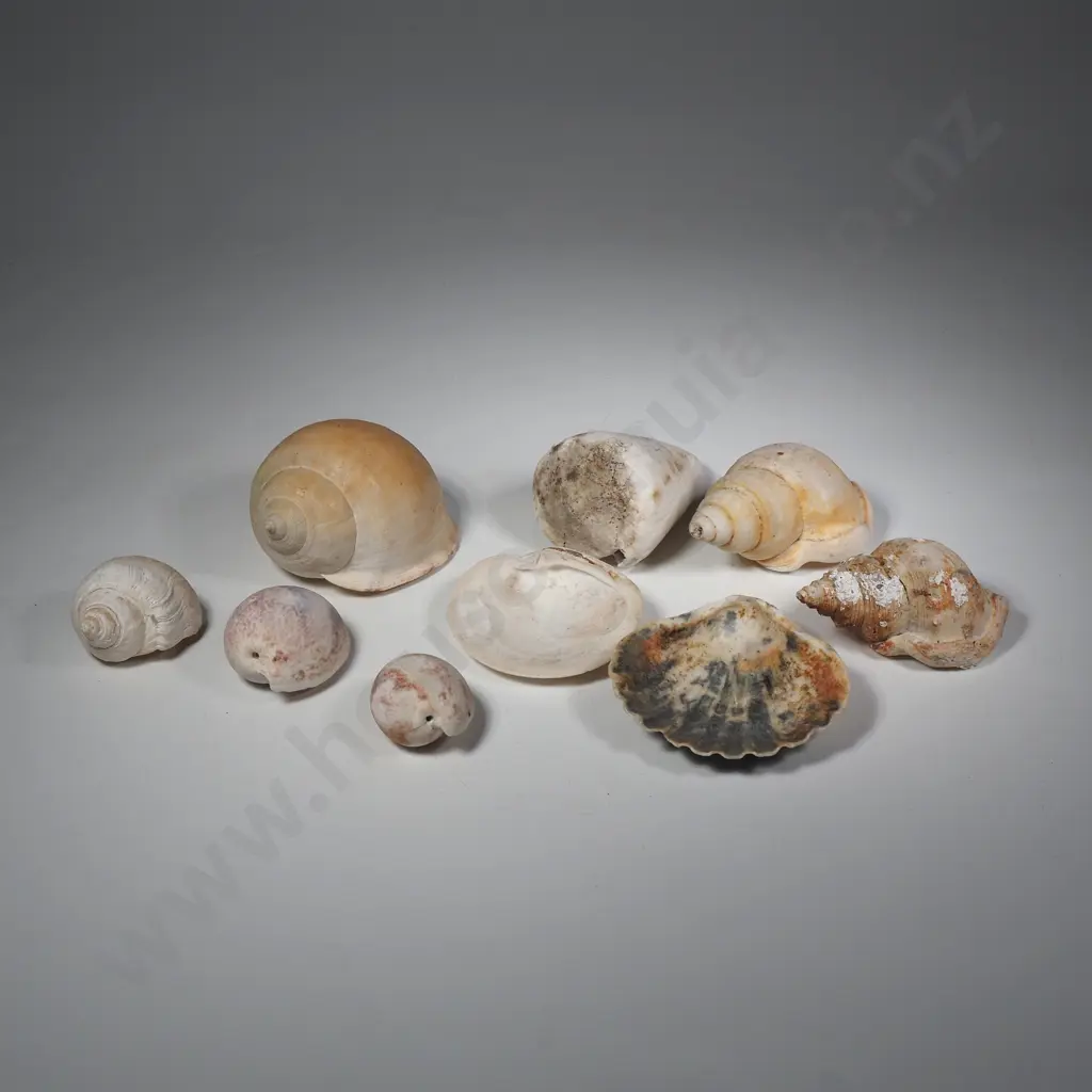 Nine Mixed Seashells Image 1++