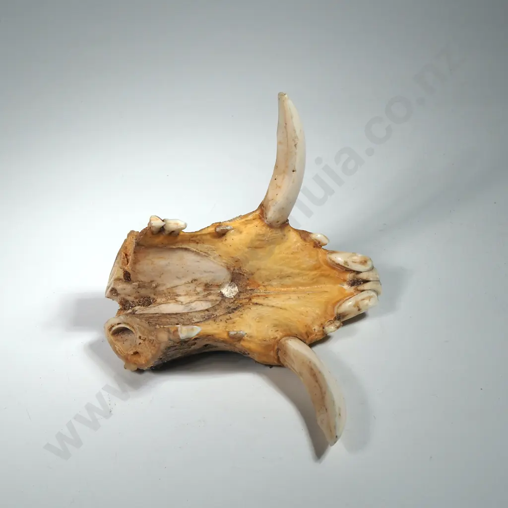 Upper Jaw Bone of a Boar  complete w Tusks Image 1++