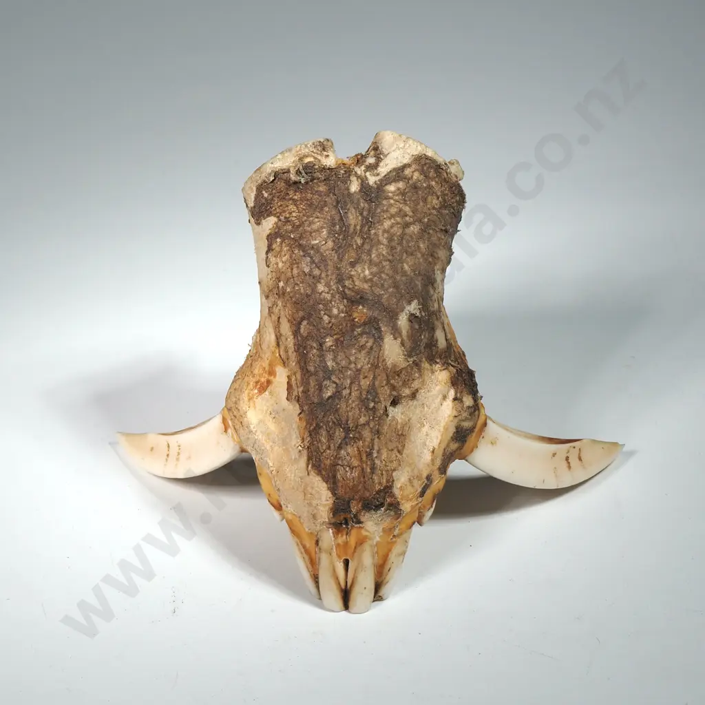 Upper Jaw Bone of a Boar  complete w Tusks Image 1++