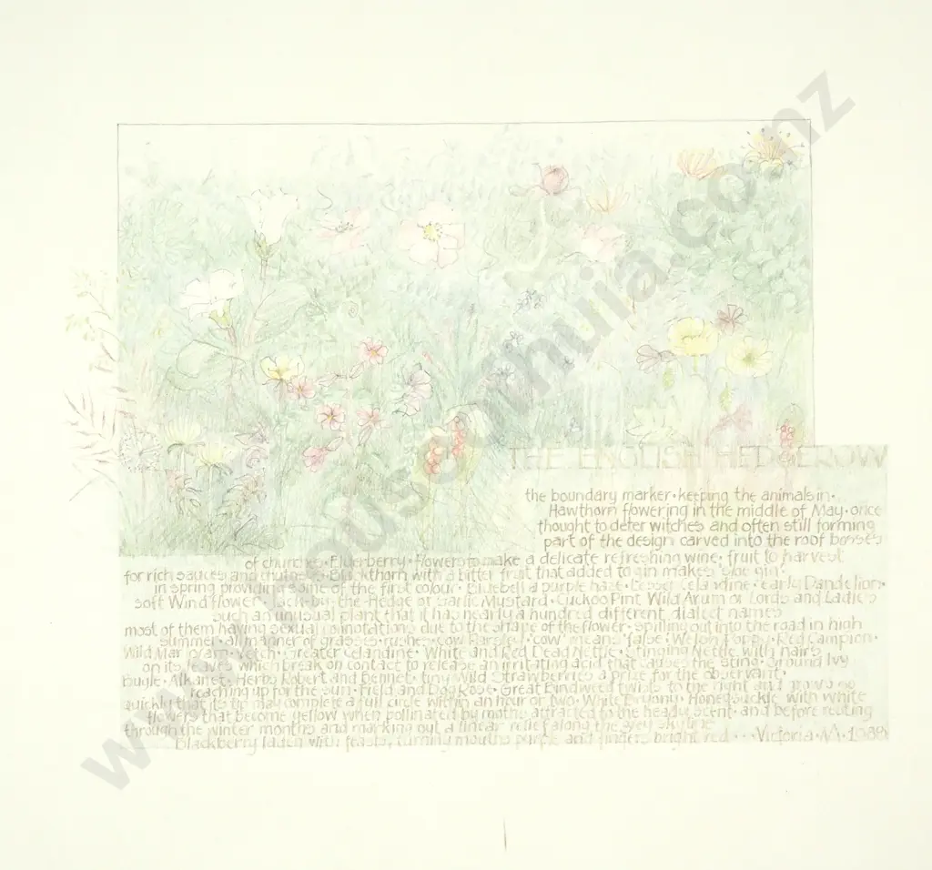 Victoria M - The English Hedgerow, Pencil Image 1++