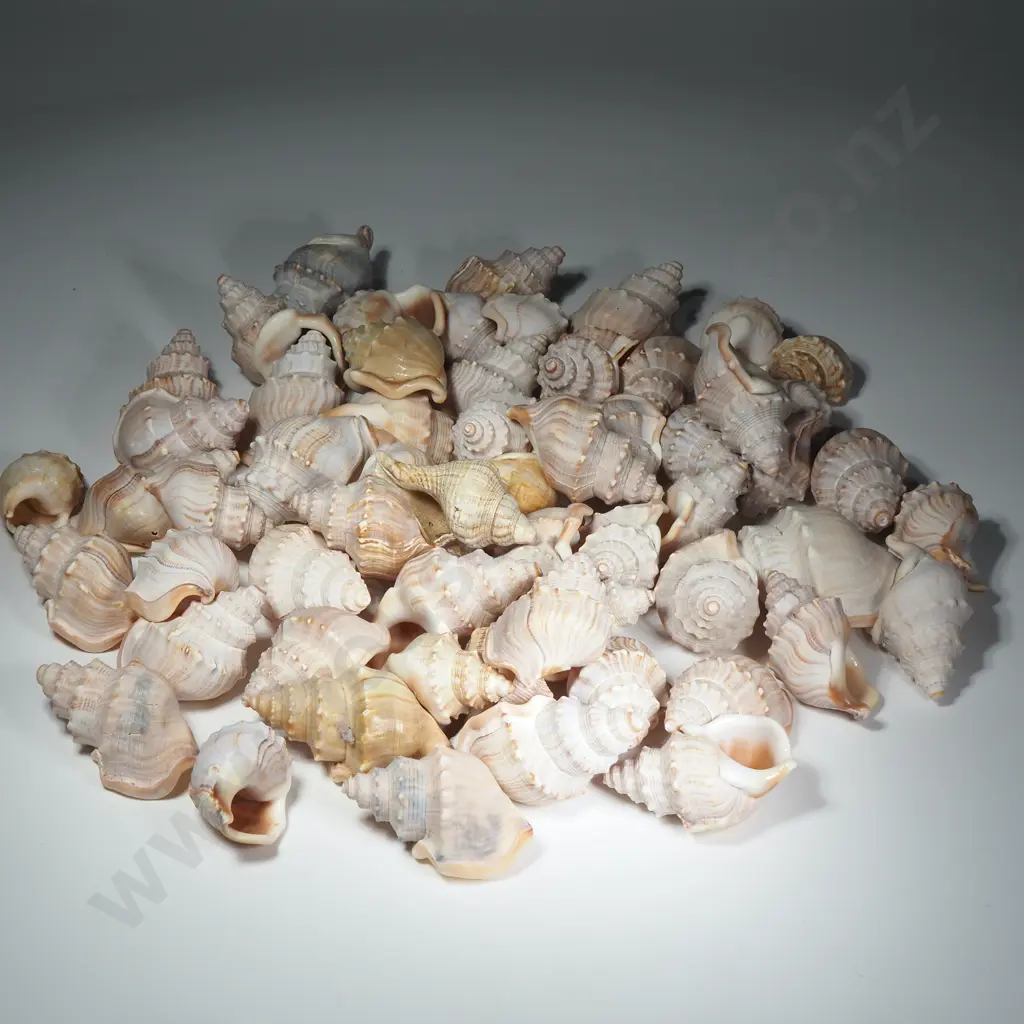 Quantity  Of Shells  Image 1++