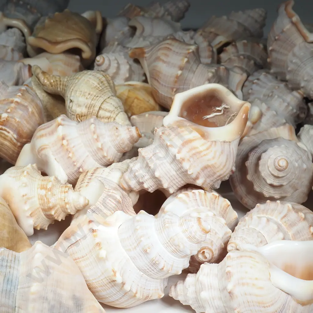 Quantity  Of Shells  Image 1++