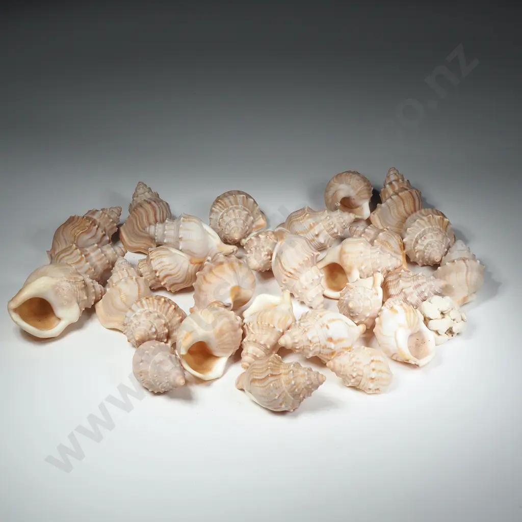 Quantity Of Shells Image 1++