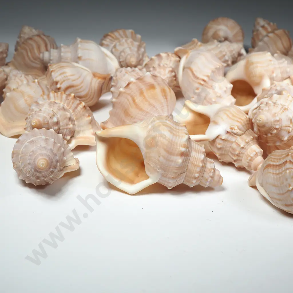 Quantity Of Shells Image 1++