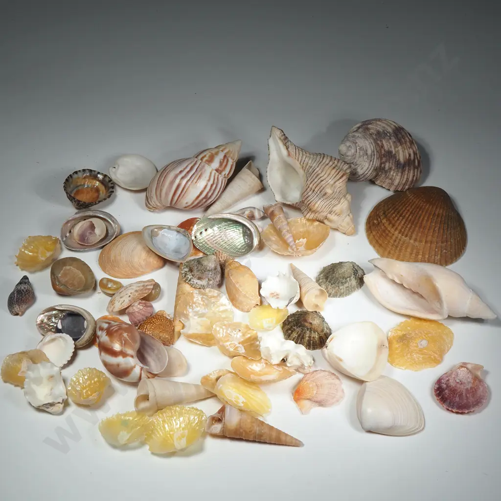 A Quantity Of Seashells Image 1++