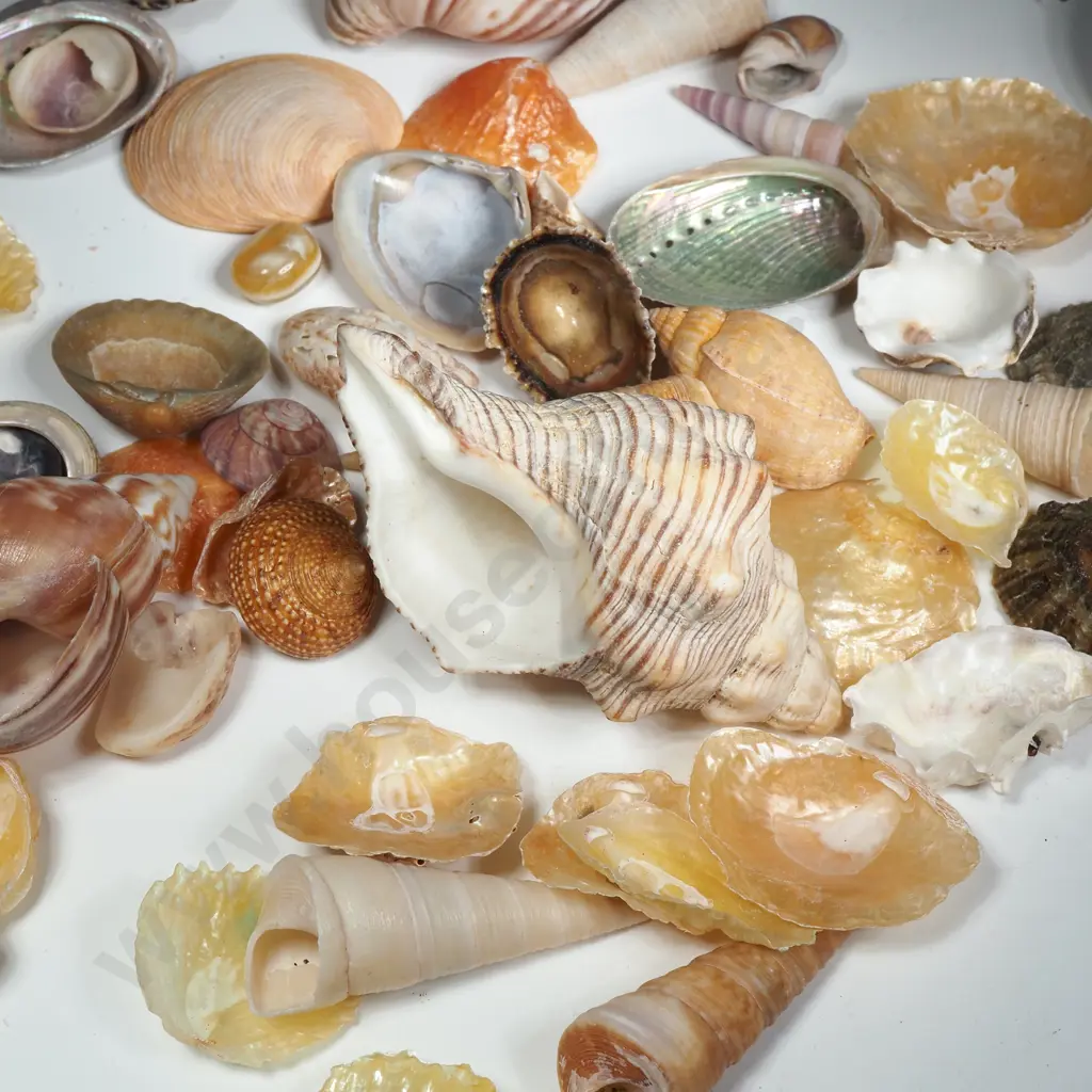 A Quantity Of Seashells Image 1++