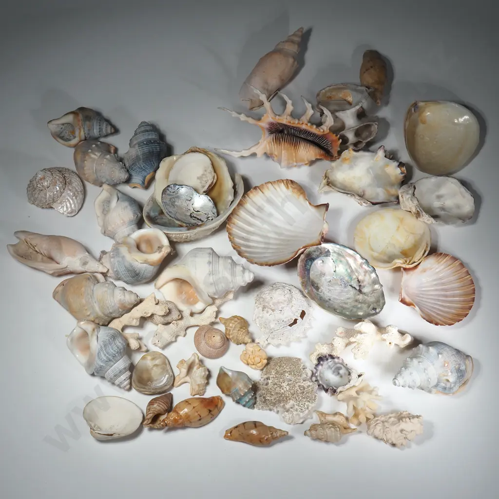 Quantity of Mixed Seashells Including Paua Shells & Scallop Shells Image 1++