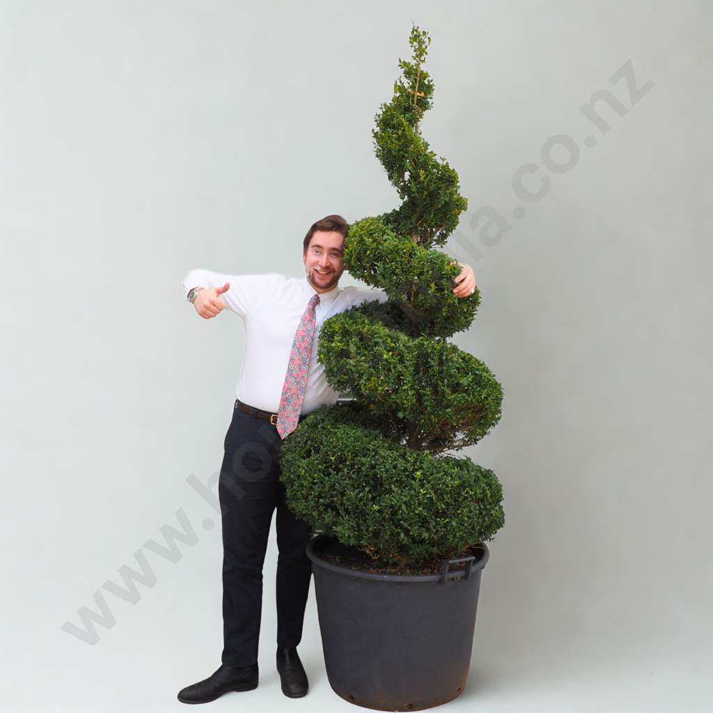 Substantial Buxus Sempervirens Spiral - Approximately 30 Years Old Image 1++