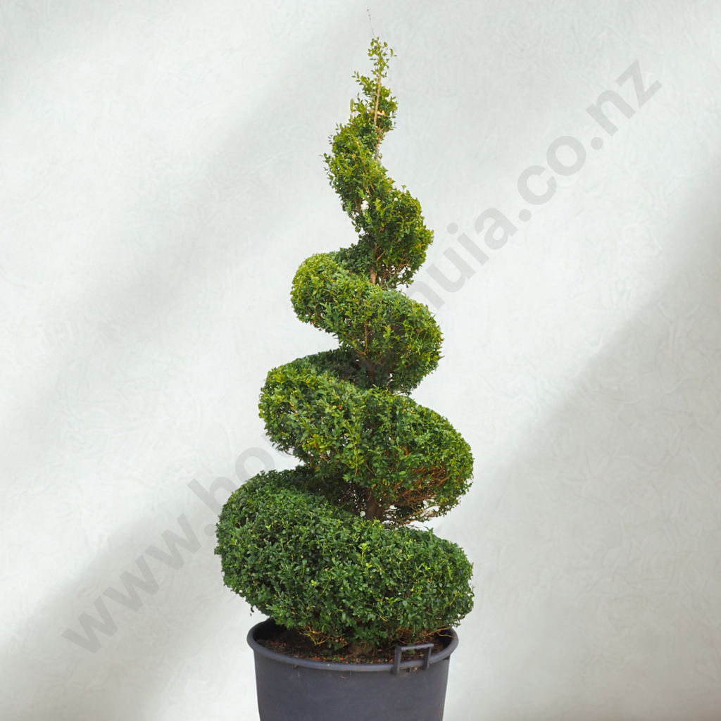 Substantial Buxus Sempervirens Spiral - Approximately 30 Years Old Image 1++