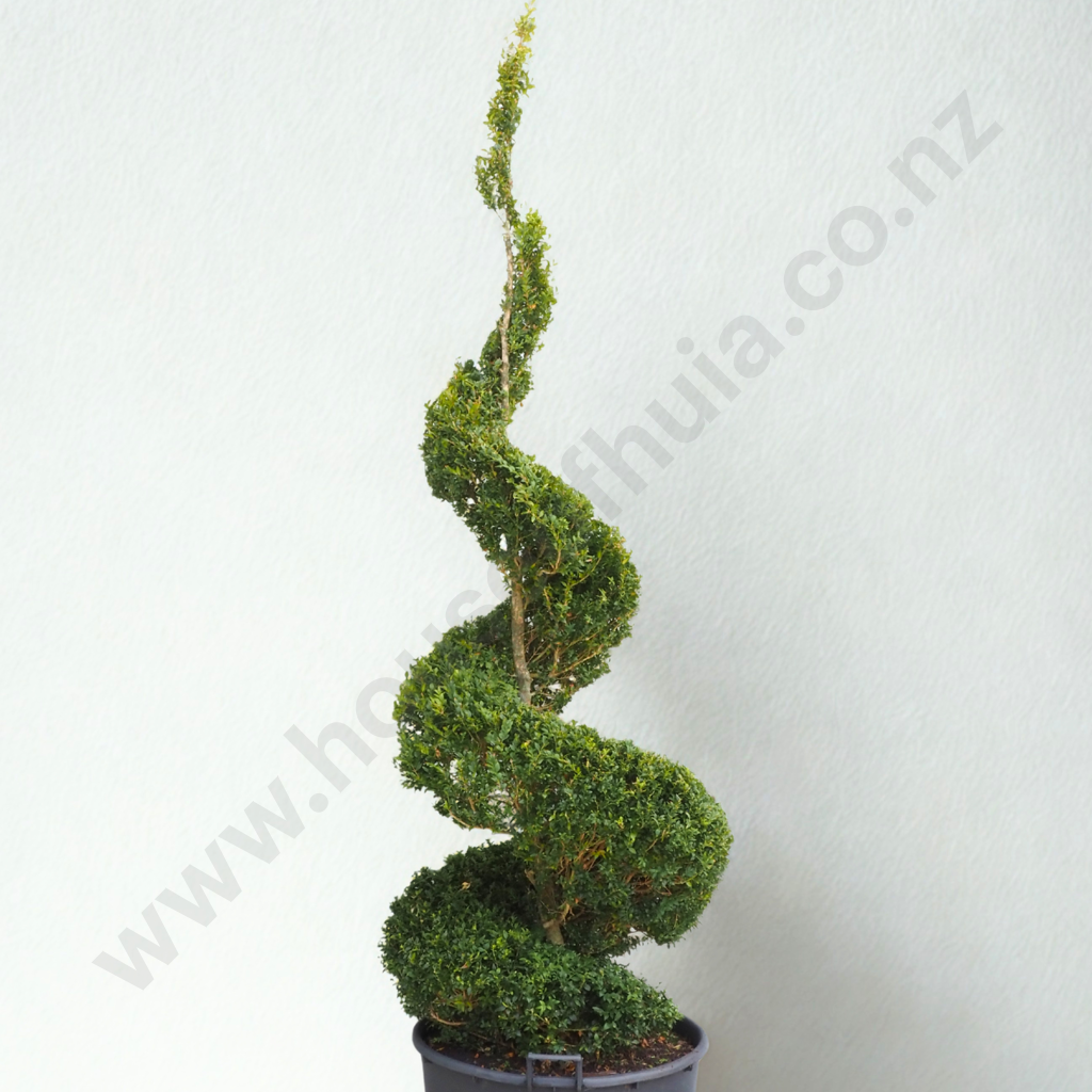 Substantial Buxus Sempervirens Spiral - Approximately 30 Years Old Image 1++
