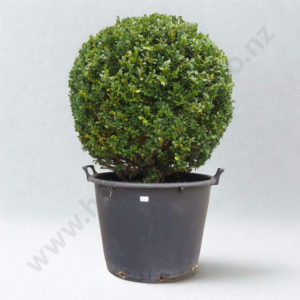 Buxus Sempervirens "Rotundifolia" Ball - Approximately 20 Years Old Image 1++
